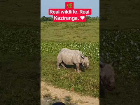 POV: You’re Driving a Safari Jeep Then THIS Happens 😳🦏”