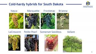 2024 Crop Hour: Specialty Crop - Grapes by SDSU Extension 52 views 1 month ago 51 minutes