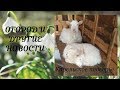 Огород и другие новости