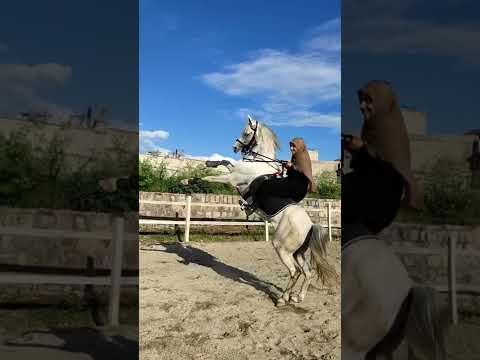 At Türk'ün kanadıdır #binici #binicilik #dörtnal #horse #horses #horseriding #horselover #vanlife
