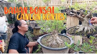 bahan bonsai calon kontes