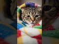 cat  #cat #shorts