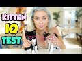 TESTING MY KITTENS INTELLIGENCE ! Did They Pass? | NICOLE SKYES