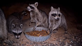 8 Hours - Wild Raccoons &amp;  ASMR Chewing Sounds | Great Escapes