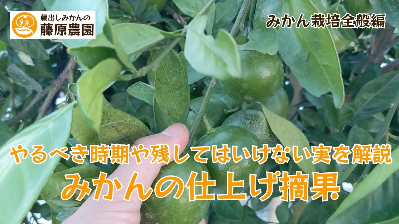 温州早生みかん苗木 レモンの横に♪実付き - 植物/観葉植物