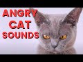 Angry Cat Sounds For 12 Hours Cat Meowing Sound Effect In Slow Motion Angry Cat Sounds For 12 Hours Cat Meowing Sound Effect In Slow Motion