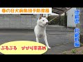 狂犬病集団予防注射2023【徳島県北島町の春】