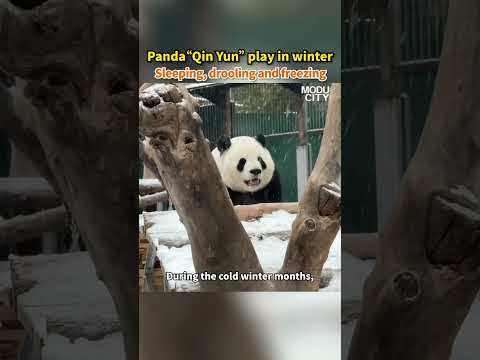 Panda in winter    Sleeping, drooling and freezing