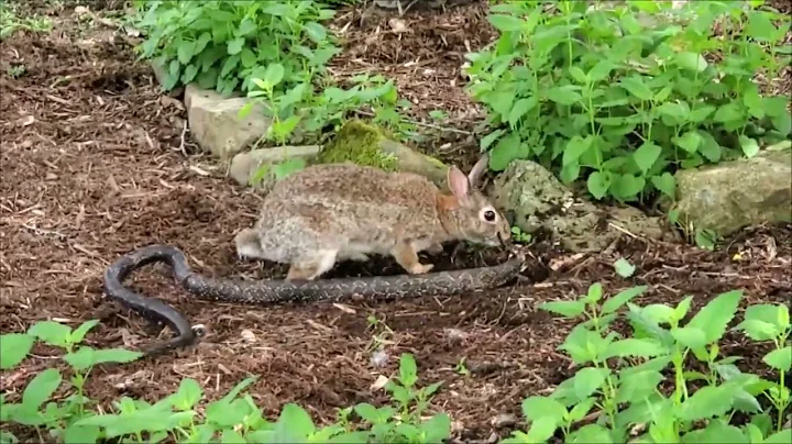 Garden Bunny Rabbit Vs Eastern Rat Snake