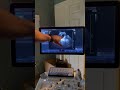 Puppy Ultrasound!! Pregnancy confirmation for our lab!