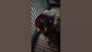 Suara Mp3 pikat anakan kacer