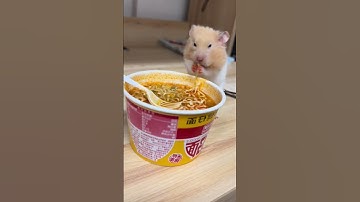 Chuột hamster ăn mất cốc mì tôm