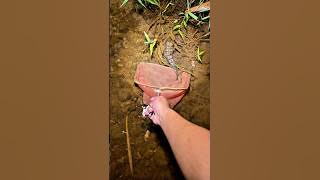 Nyeser fish at night in the rice field ditch, there are female fish 😮 #fishing #angling #shorts #...