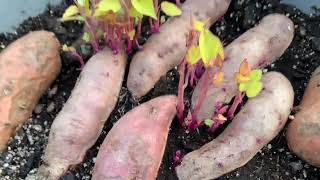Garden: Sweet potato slips, purple asparagus, grape plants