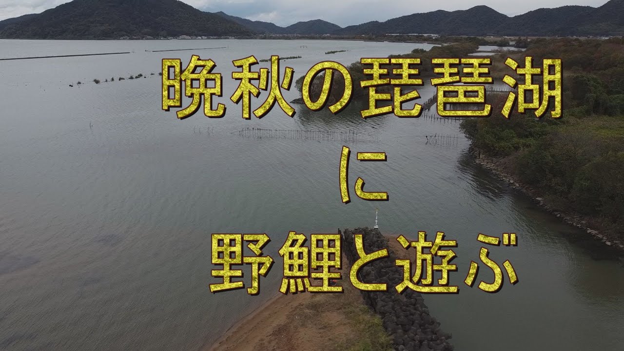 晩秋の琵琶湖に野鯉と遊ぶ - YouTube