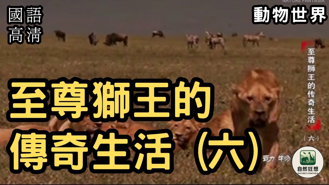 [國語高清] 至尊狮王的传奇生活（六）| #动物世界#神話與歷史 #自然奇觀 #探索未知#狮王 #cctv #animals #nature ...