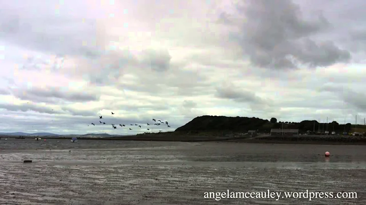 Brent Geese Return to Ireland - ANGELA MCCAULEY