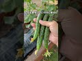 夏野菜、今やること！#家庭菜園 #夏野菜栽培 #shorts