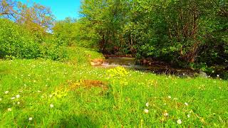 4K HDR Spring river and wildflowers after rain.  Relaxing water sounds.