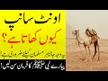 Find out why camels eat snakes | اُونٹ کے مطالق فرمانِ نبوی ﷺ ضرور سن لیں | Islamic Teacher