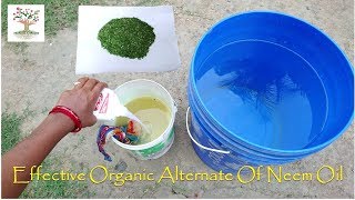 Homemade Organic Insecticide: Neem Oil का असरदार विकल्प NSKE