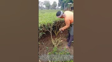 The process of pruning a tea bush with specialized shears for optimal harvest