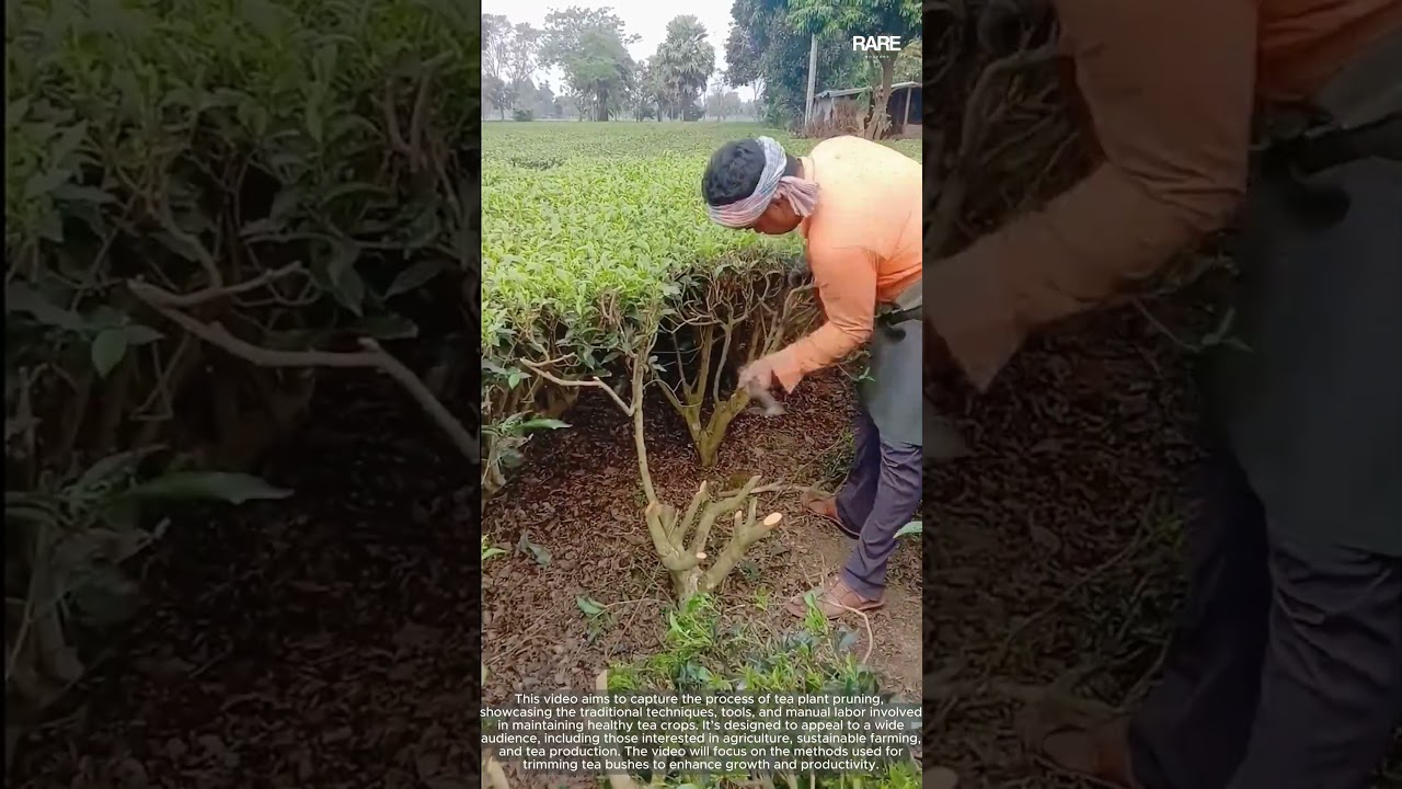 The process of pruning a tea bush with specialized shears for optimal harvest