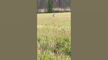 Today we were testin her speed#dog #speed #adrenaline #fypage?