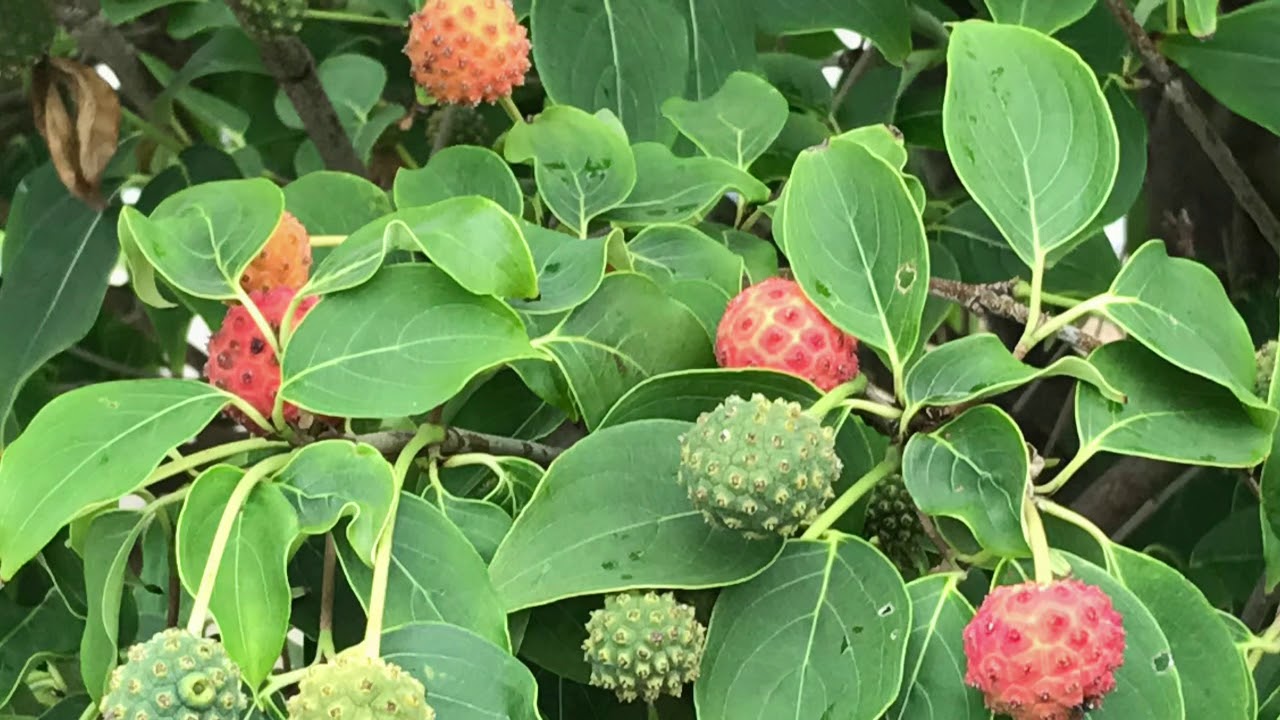 街路樹に赤い実が揺れる ヤマボウシ Youtube