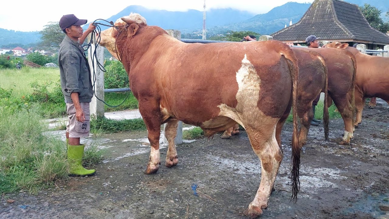 50 JUTA‼️ SIMENTAL MONSTER SUPER GEMUK Pasar Sapi Plaosan Magetan