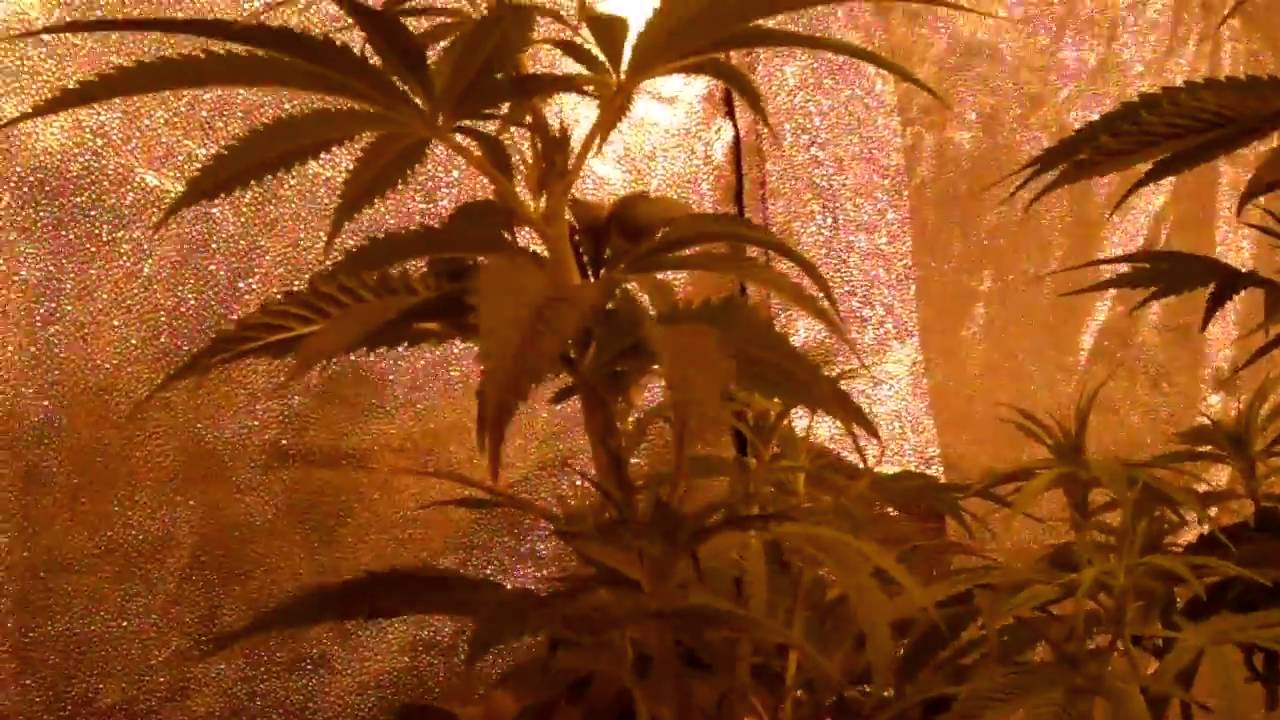 4000 WATT Grow Tent SFV OG Kush/Purple Diesel/Private Reserve OG Kush Euforia