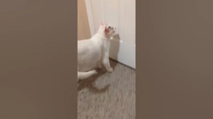 Watch the video about Beautiful Kitty Survived Dog Attack But Could Have Internal Damage