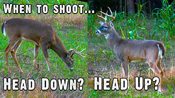 Head Down vs. Head Up: What Every Hunter Needs to Know