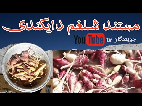 تصویری: نحوه پرورش شلغم