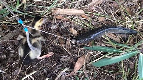 Câu cá lóc bằng vịt con nhấp cá lóc bầy, bầy khói lửa hấp dẫn lên con cá lóc cái