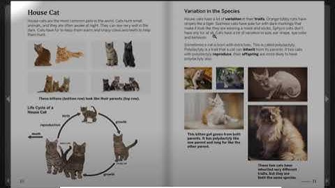 House Cat: Handbook of Traits