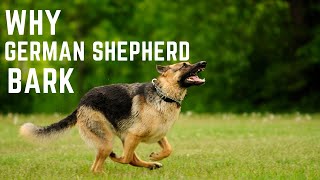 Why German Shepherd Bark