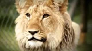 Christian The Lion by Channel TCB News 547,301 views 8 years ago 8 minutes, 4 seconds