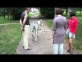 Немецкий дог. Great Dane. Собака играет.