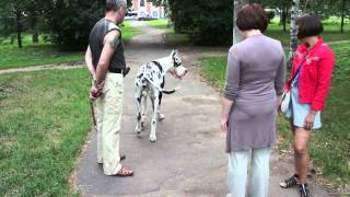Немецкий дог. Great Dane. Собака играет. Немецкий дог. Great Dane. Собака играет.