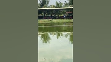 #Shorts Báo cá tra năm 2024 clip 36 - Hồ Câu Vườn Dừa ấp Ngã Tư, xã Nhuận Đức, huyện Củ Chi, TP HCM