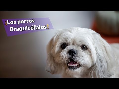Video: Braquicefalia en perros