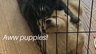 Cute 6-week old puppies playing and barking! by Live Breathe Dogs 128 views 4 years ago 5 minutes, 50 seconds