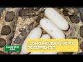 ¿Cómo incubar huevos de serpiente? 🐍 - Puesta de huevos de serpiente Leptodeira ashmeadii