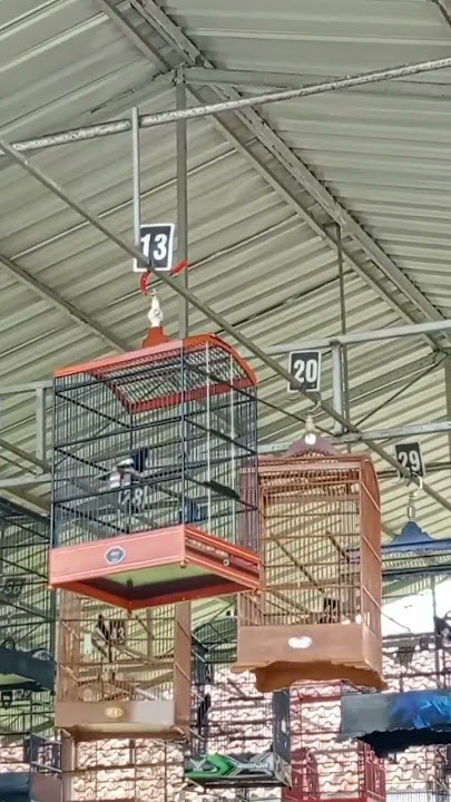 lomba burung kacer