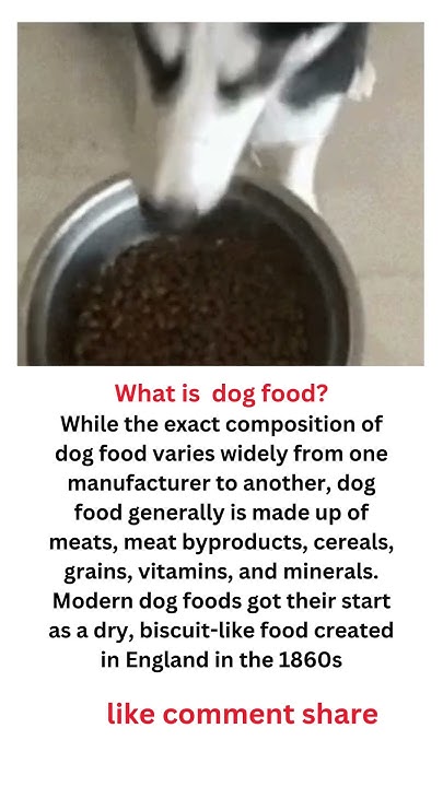 what-is-dog-food-shorts-dog-dogfood-dogfoods-dogapparel-youtube