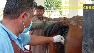 Beautiful Mare suffering from Chronic Pyometra and Endometritis empty since many yrs