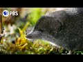 Tiny water shrews are the cheetahs of the wetlands