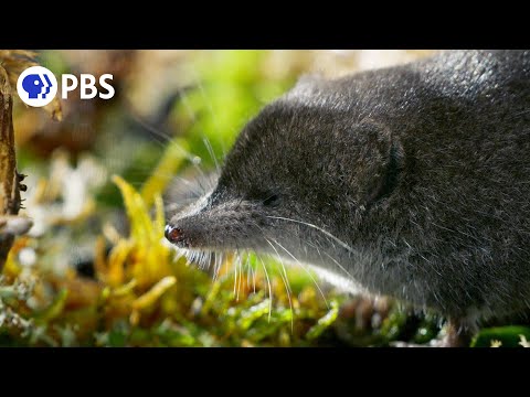Video: Giant shrew: animal description, lifestyle, reproduction, interesting facts