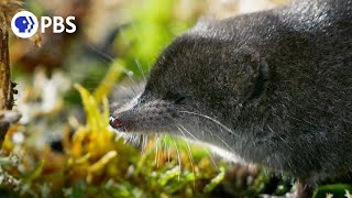 Tiny Water Shrews Are the 'Cheetahs of the Wetlands'